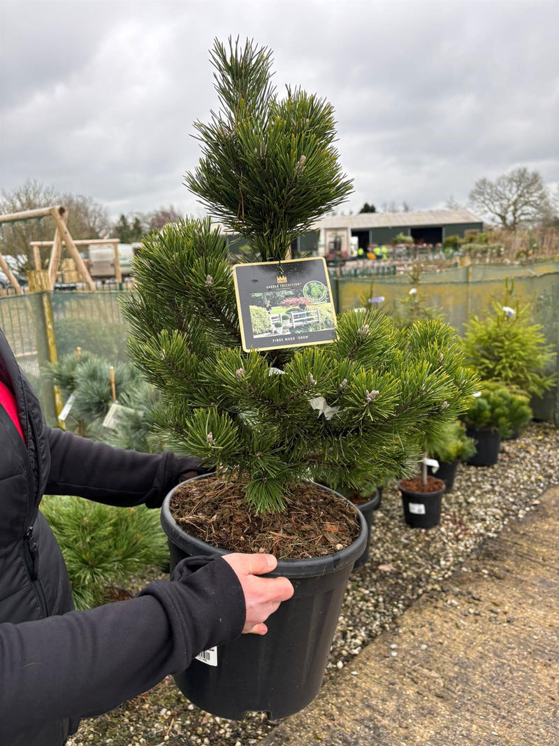 Pinus Mugo Gnom 11 Litre Pot