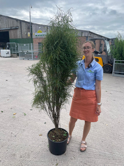 Frangula Fine Line 20 Litre Pot 150/175cm