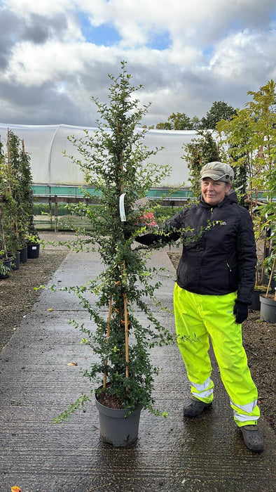 Pyracantha Orange Sapphire 12 Litre Pot 150/175cm