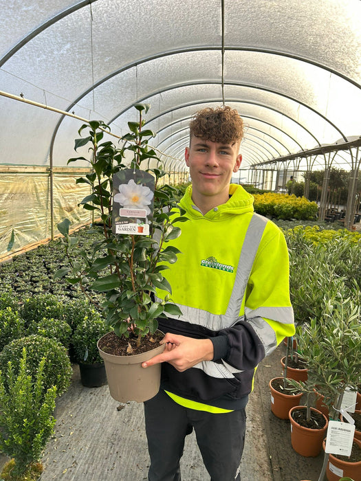 Camellia Japonica Myaki Dori 3 Litre Pot