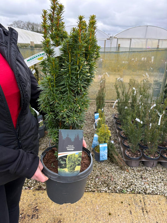 Taxus Baccata David 5 Litre Pot 60cm