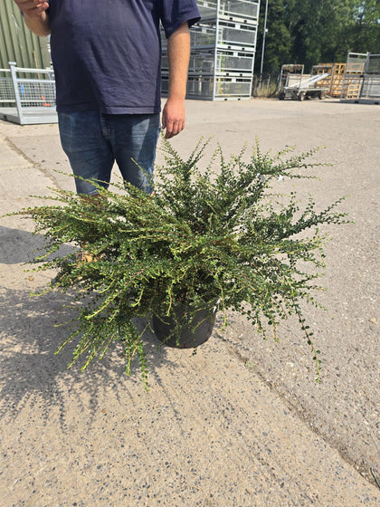Cotoneaster Horizontalis 20 Litre 100/125cm