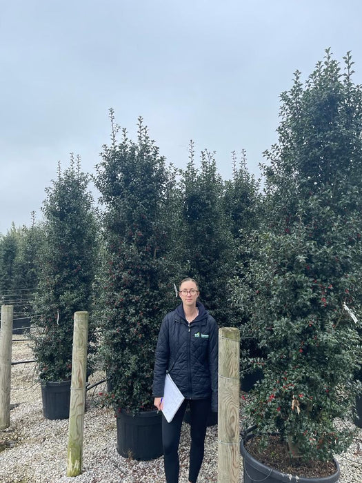 Big Deal Ilex Aquiifolium Dragon Lady Instant Screen 160/180 Root Ball x10