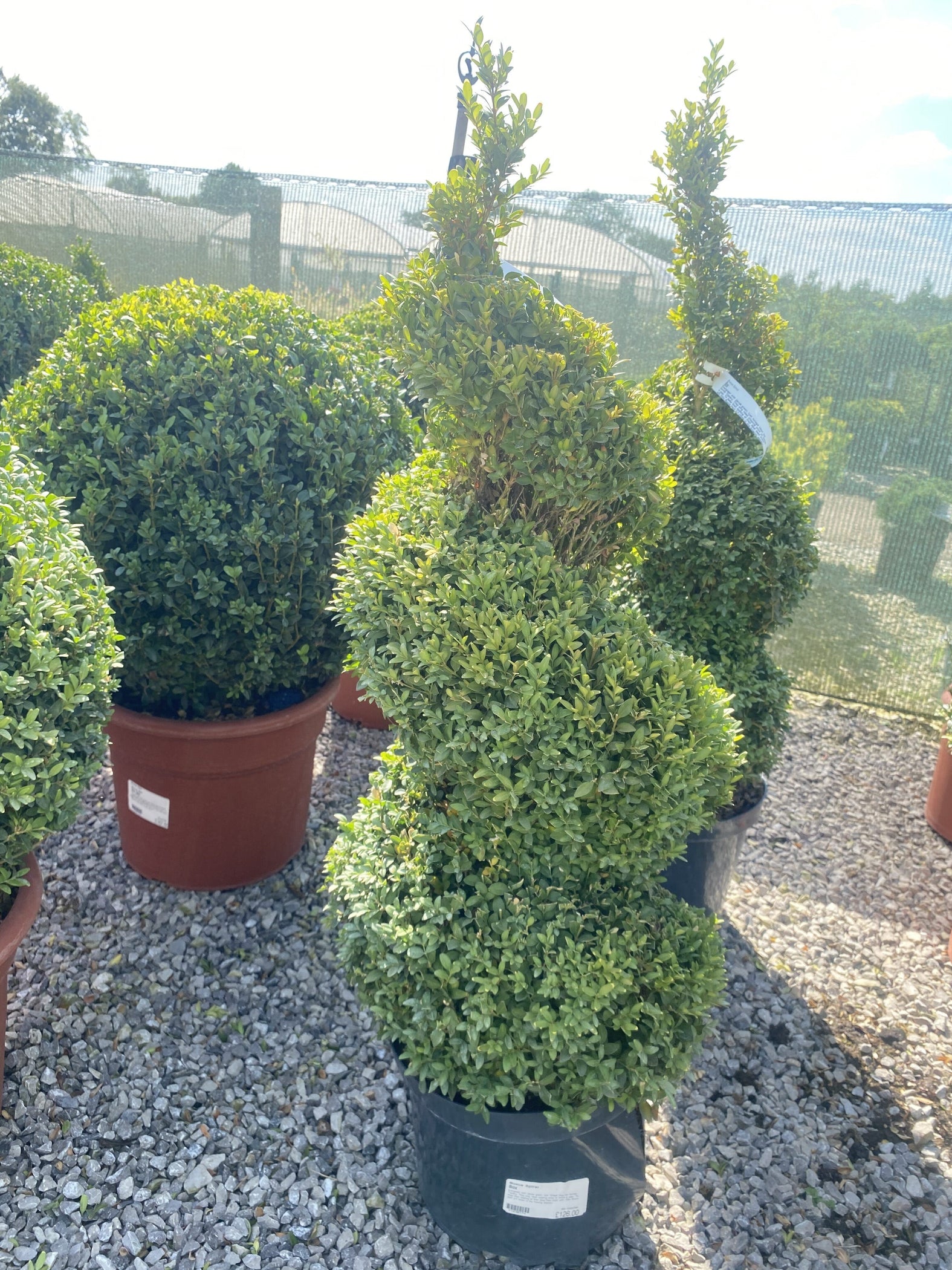 Buxus Or Box Spiral 10 Litre Pot 90-100cm — Grasslands Nursery