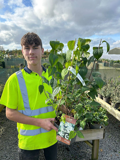 Philadelphus Virginal 4.5 Litre Pot