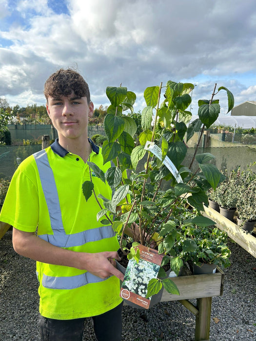 Philadelphus Virginal 4.5 Litre Pot