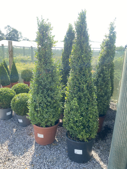 Buxus Cone 15 Litre Pot 100/120cm