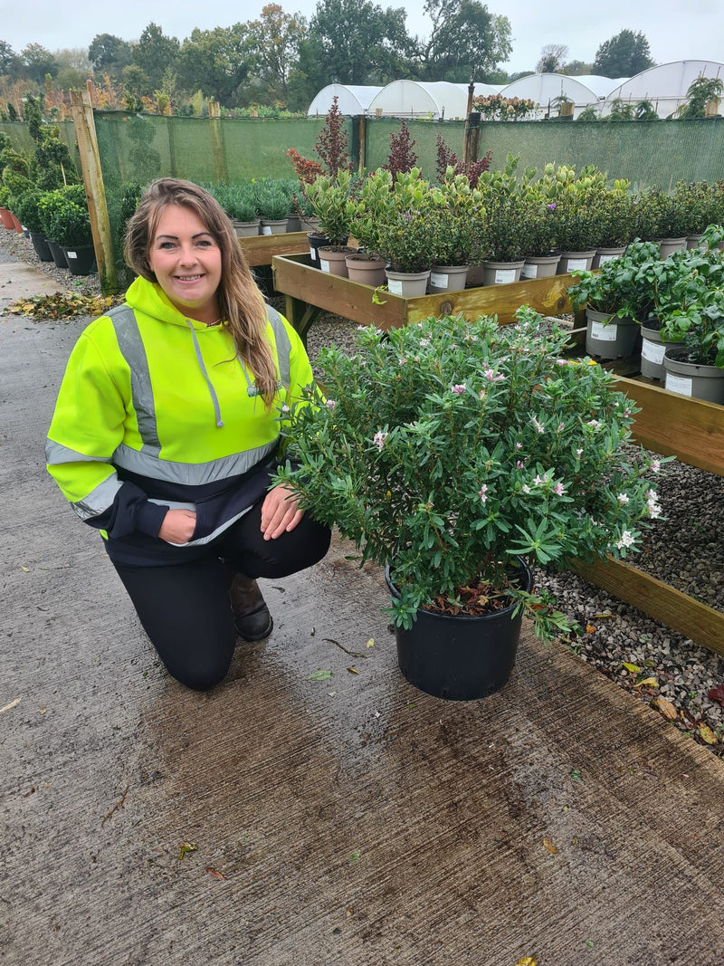 Daphne Transatlantica Pink Fragrance 20 Litre Pot 50-60cm