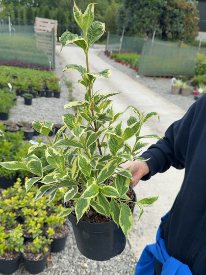 Weigela florida 'Nana Variegata' -  3 Litre Pot