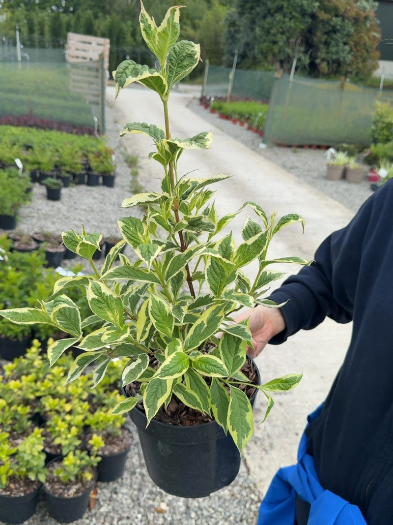 Weigela florida 'Nana Variegata' -  3 Litre Pot
