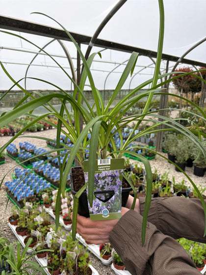 Agapanthus Poppin Star 2 Litre Pot