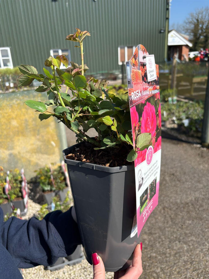 Rose Melrose 3 Litre Pot