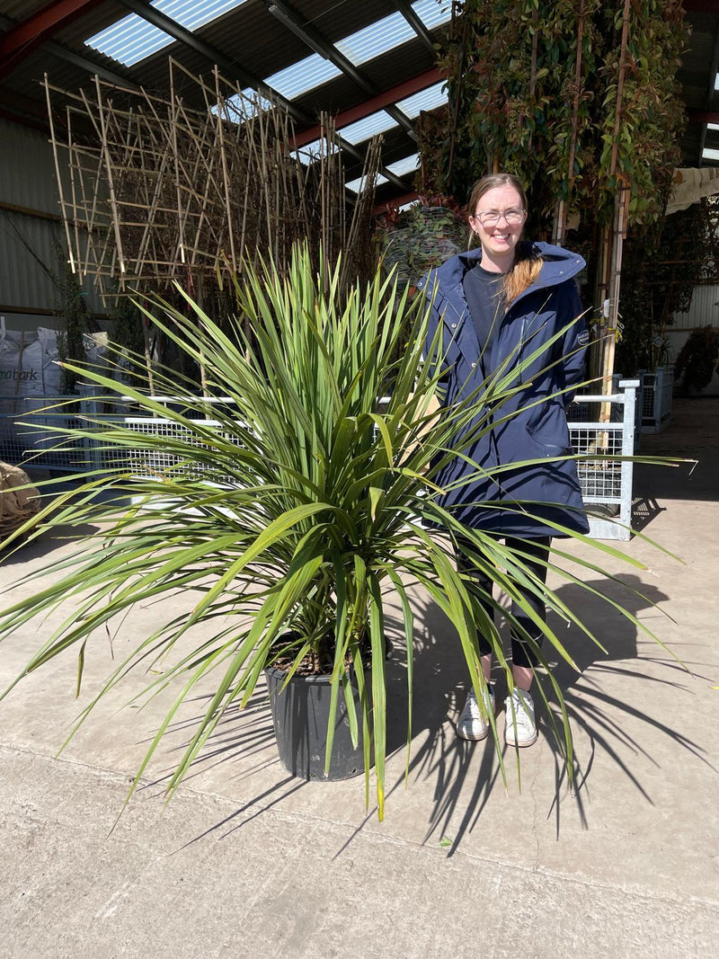 Cordyline Australis Multi Stem 30 Litre Pot