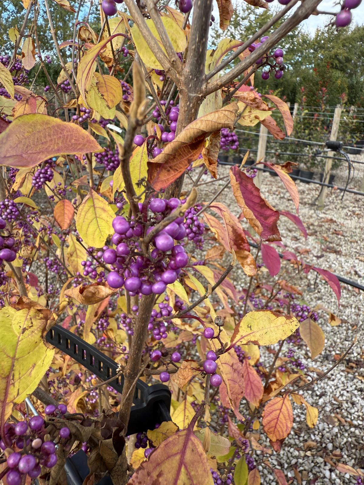 Callicarpa bod. Profusion 20 Litre 125/150cm