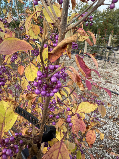 Callicarpa bod. Profusion 20 Litre 125/150cm
