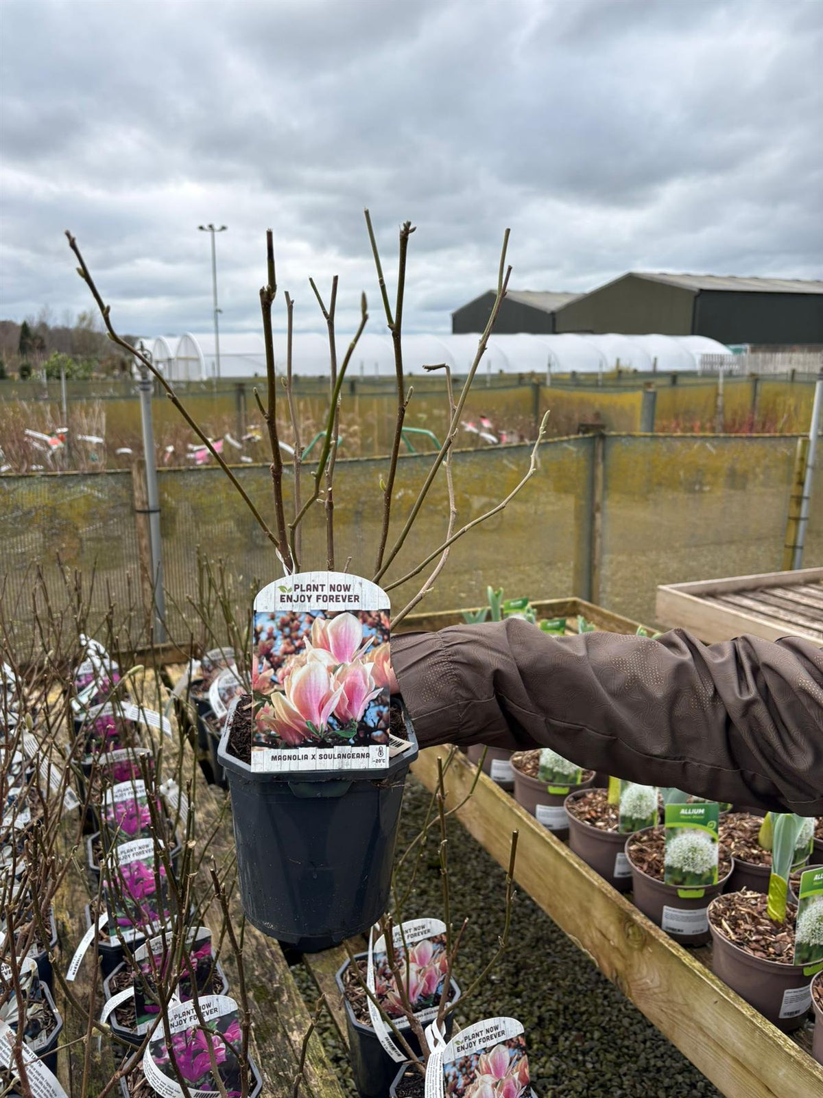 Magnolia Soulangeana 2 Litre Pot