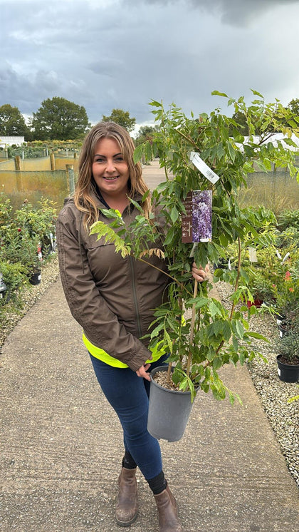 Wisteria Sinensis Alba 4 Litre Pot