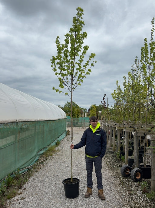 Acer Freemanii Std 8-10cm Girth Pot Growing Ready-Pre-Order June
