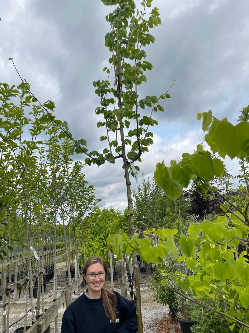 Tilia Cordata Roelvo Extra Heavy Standard 10-12 Girth