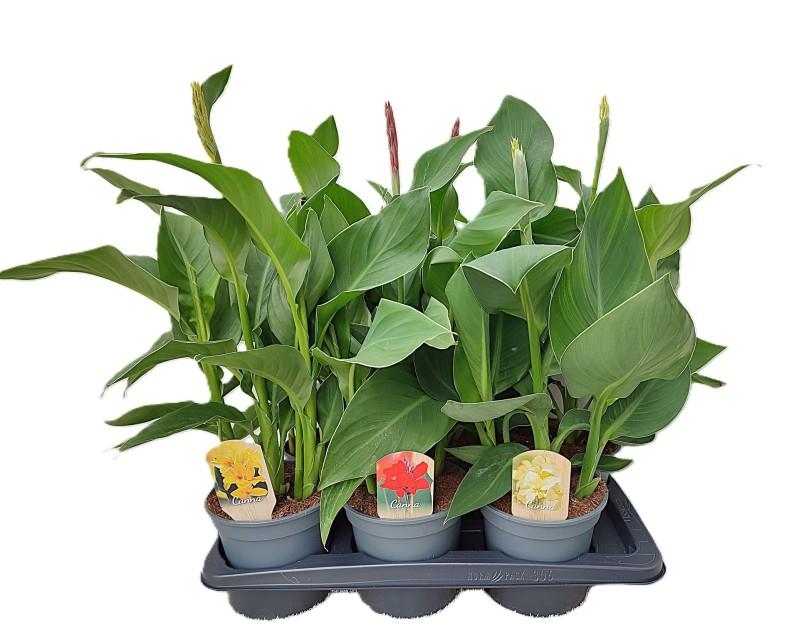 Canna Exclusive Mix 2 Litre Pot