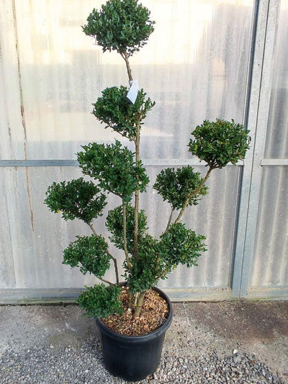 Ilex Crenata Dark Green Pom Pom 18 Litre Pot 100/125cm