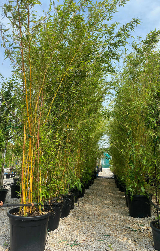 Bamboo Phyllostachys Aureosulcata Spectabilis 250-300cm