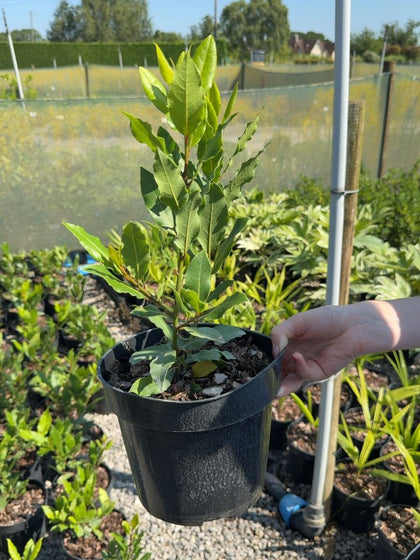 Laurus nobilis - Bay Laurel 3 Litre Pot