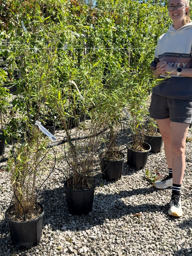 Bamboo Fargesia nitida Black Pearl 9 Litre Pot