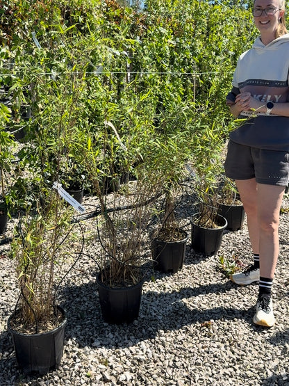 Bamboo Fargesia nitida Black Pearl 9 Litre Pot