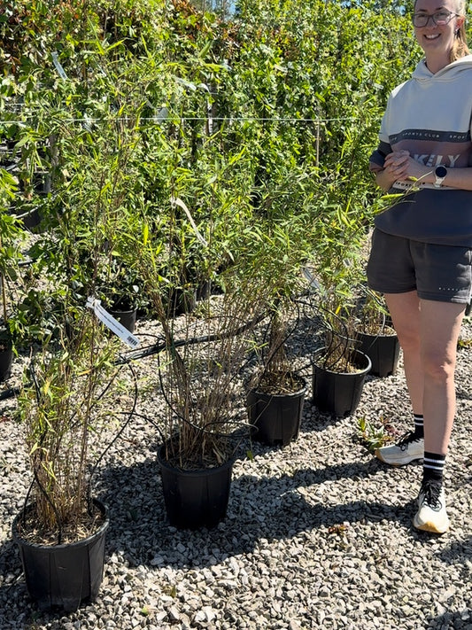 Bamboo Fargesia nitida Black Pearl 9 Litre Pot