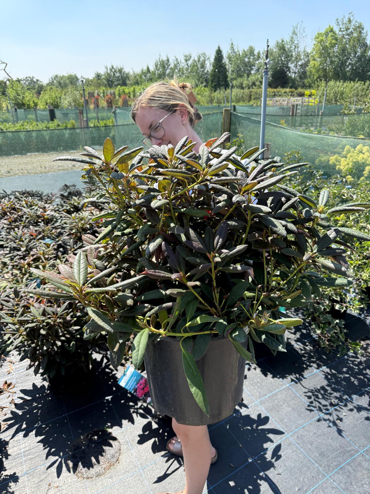 Rhododendron grier. Elizabeth Red Foliage 15 Litre Pot