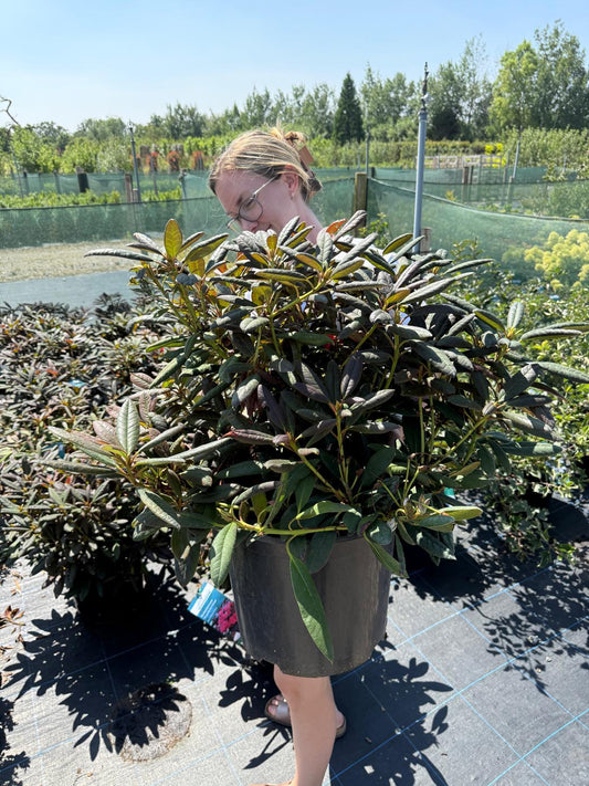 Rhododendron grier. Elizabeth Red Foliage 15 Litre Pot
