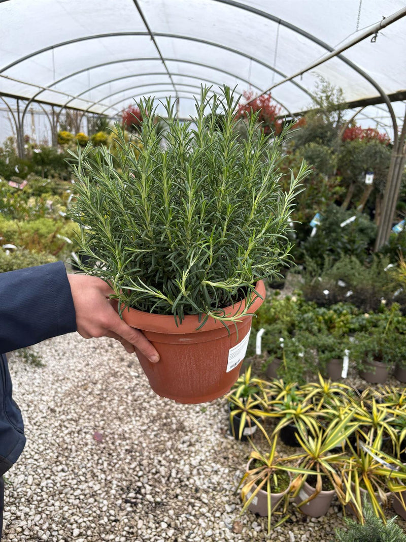 Rosmarinus Officinalis 6 Litre Pot