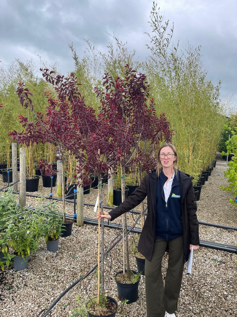 Prunus Cistena Half Standard 25 Litre Pot
