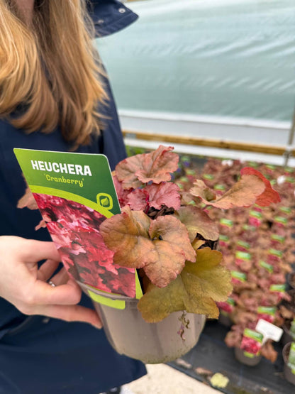 Heuchera Cranberry 2 Litre Pot