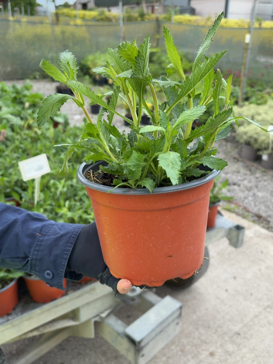 Verbena Bonariensis 2 Litre Pot