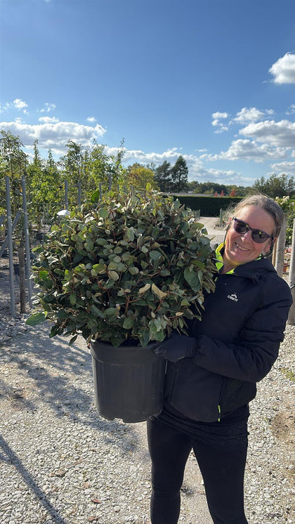 Elaeagnus Ebbingei Compacta Ball 18 Litre 50/60cm