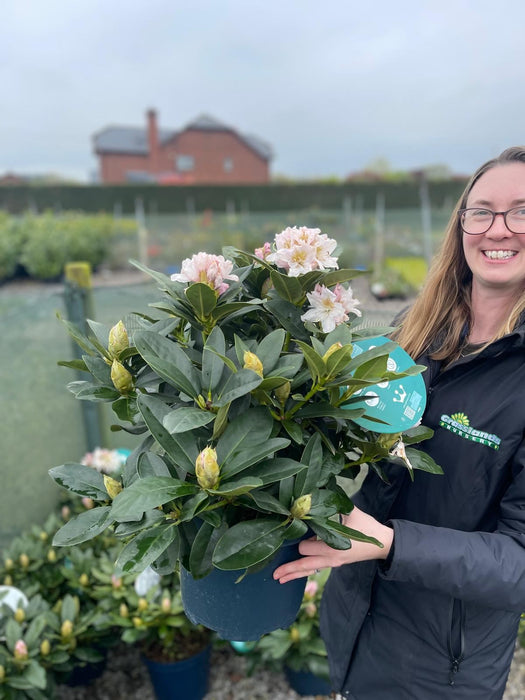 Rhododendron Hybrid Cunninghams White 7.5 Litre Pot