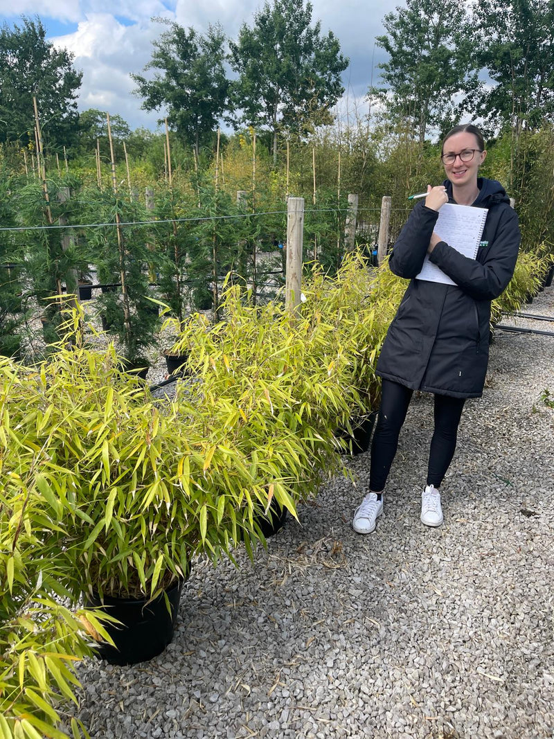 fargesia robusta Fargesia Robusta Formidable — Grasslands Nursery