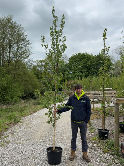 Betula Albo. Fascination Std 8-10cm Girth Pot Growing Ready-Pre-Order June