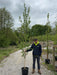 Betula Albo. Fascination Std 8-10cm Girth Pot Growing Ready-Pre-Order June