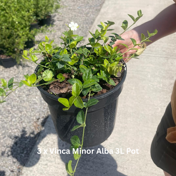 12 x Ground Cover Mixed Border Pack