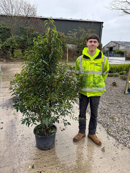 Portuguese Laurel 25 Litre 130/150cm