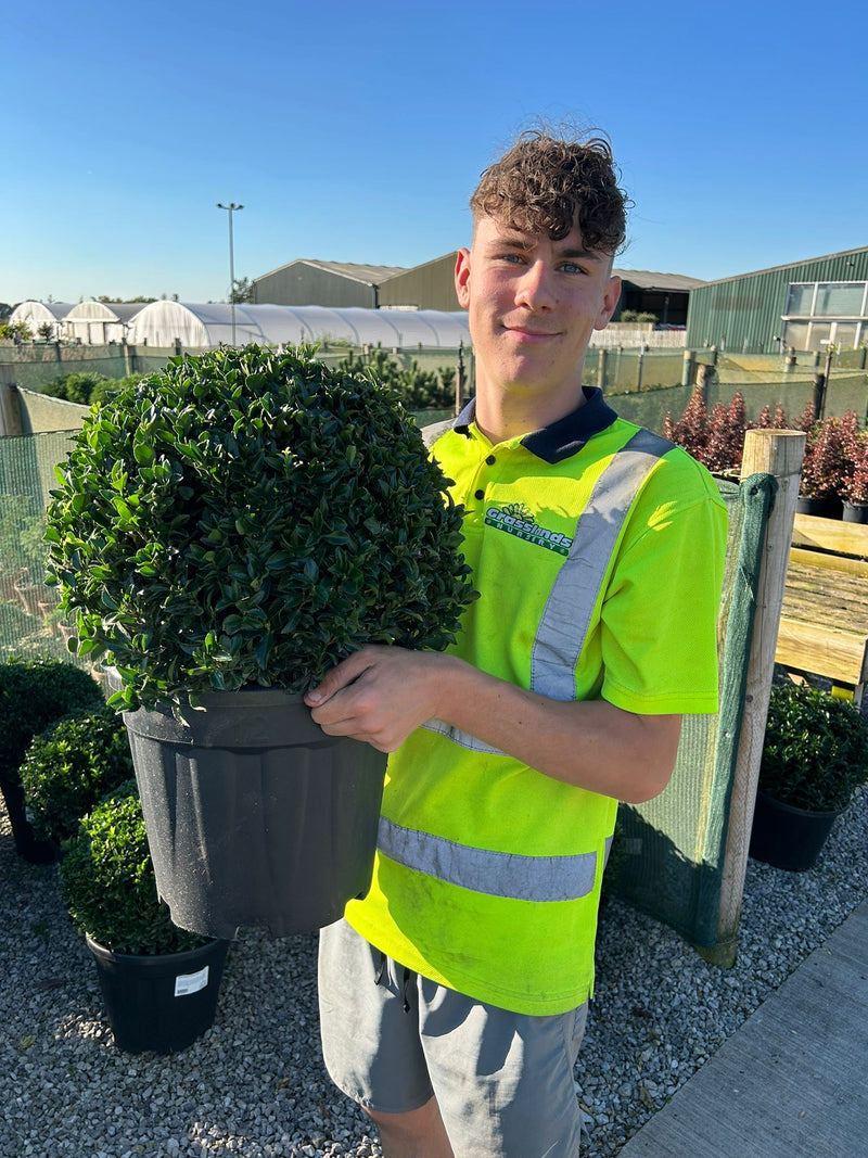 Euonymus Jap. Green Spire Ball 12 Litre Pot 40cm