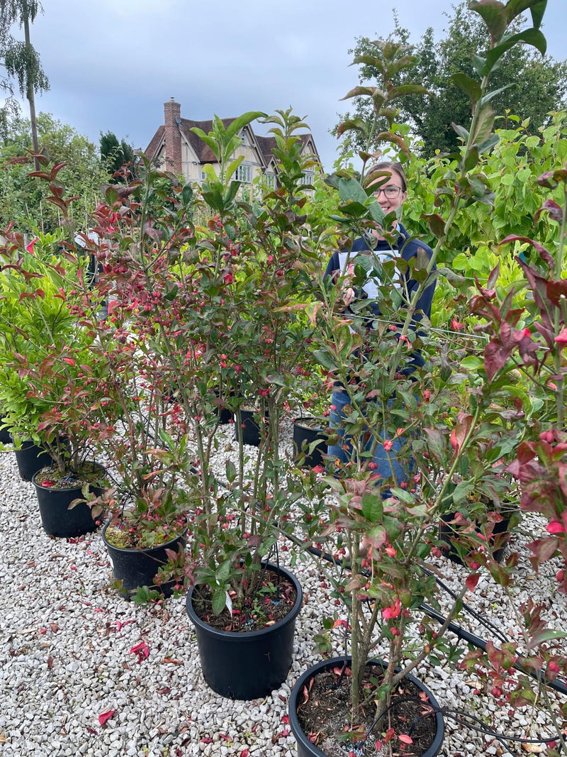 Euonymus Europaeus Red Cascade 20 Litre Pot 80/100cm