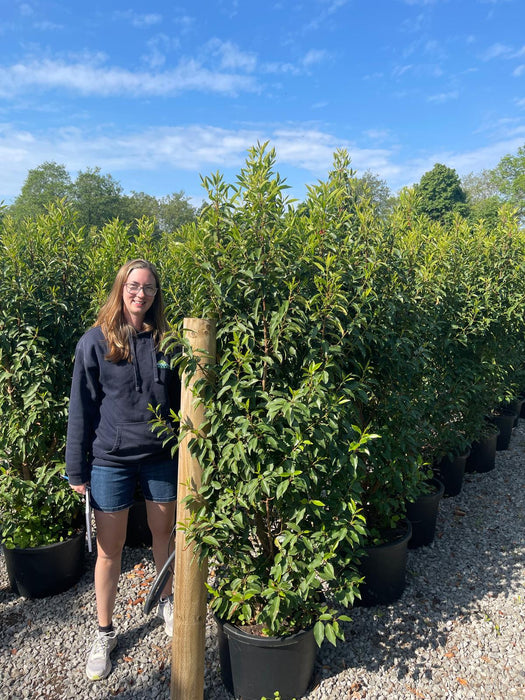 Portuguese Laurel Myrtifolia Extra Bushy 160/180cm 40 Litre Pot