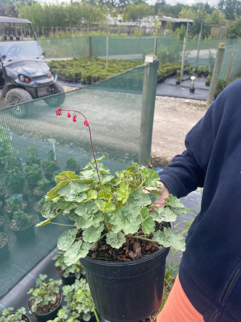 Heuchera Ruby Bells 3 Litre Pot
