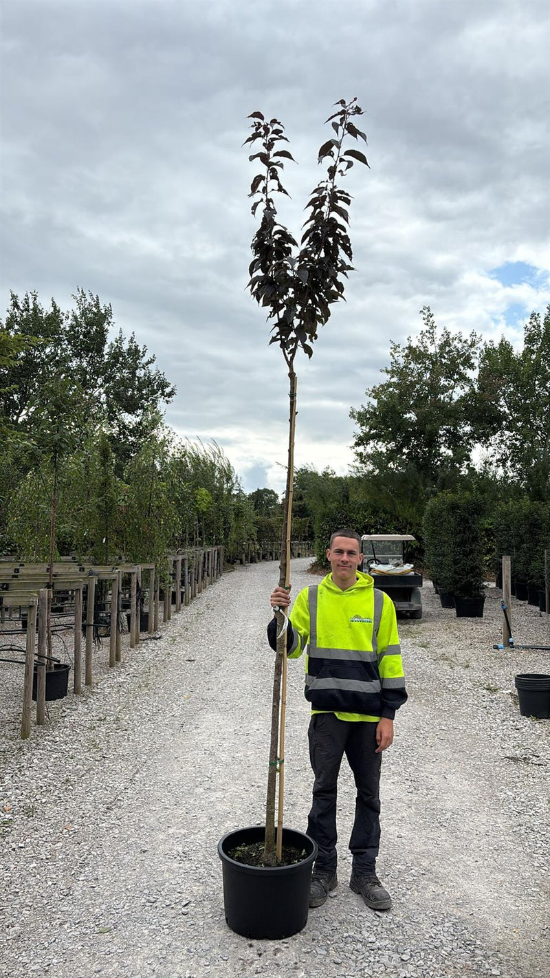 Prunus serr Royal Burgundy Standard 8/10cm Girth Pot Grown