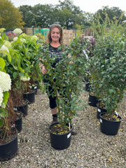 Hibiscus syr. Ardens 20 Litre Pot 100/125cm