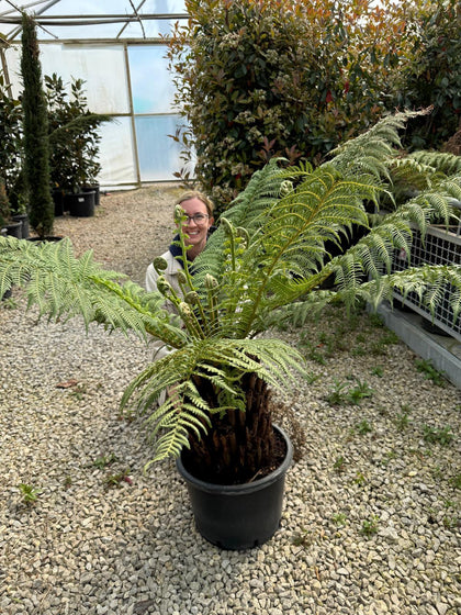 Tree Fern Dicksonia Antarctica 2 Foot Log